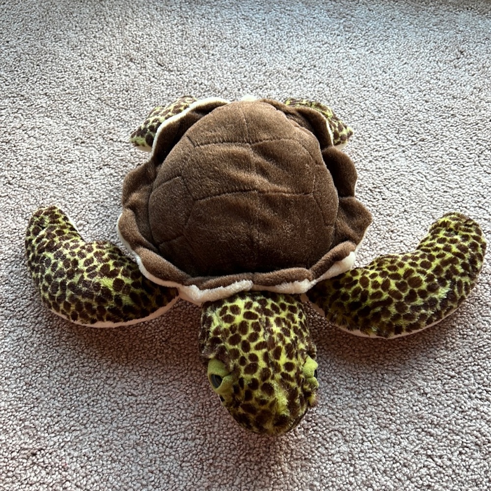 Turtle from a zoo